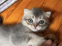 Scottish fold longhair