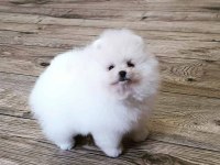 POMERANİAN BOO YAVRULARI
