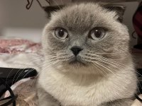 Blue point scottish fold
