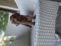 Ev bebeği maltipoo ped eğitimi var