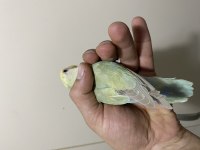Çok güzel ve sağlıklı ele alıştırmalık kuşlar