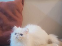 Kedimiz prenses hanim