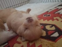 Pomeranian yavru