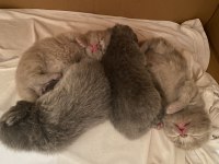 Yavru scottish fold kedilerimiz