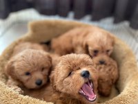 SHOW KALİTE MALTİPOO BEBEKLERİMİZ