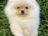 Ayı Surat Garantili Teacup Pomeranian Boo Bebeklerimiz