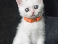 Yavru British Shorthair