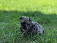 Son İki Adet French Bulldog Kalmıştır