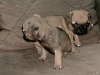 Pug köpeği