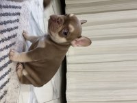 New Shade ve New Shade Rojo tan french bulldog