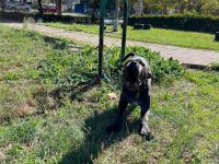 Safkan muhteşem cane corso