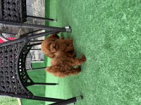 Bebek toy poodle