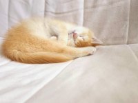 BRITISH SHORTHAIR OYUN HAMURU