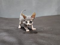 T cub Sfenks