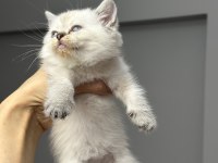 British shorthair silver point yavrum