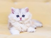 A KALİTE ORJİNAL BRİTİSH LONGHAİR DİŞİ YAVRUM