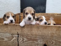 Beagle yavrular ırk garantilidir