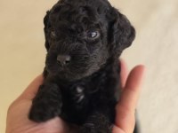 Teddy Face Siyah Toy Poodle Yavrular