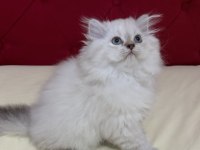 Aşılı ve Karneli Safkan British Longhair Erkek Yavru