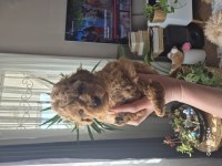 MAKSİMUM 2.5 -3 KG TOY POODLE AŞILI KARNELİ