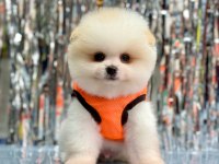 Safkan Pomeranian Boo Bebekler