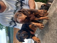 Doberman yavruları
