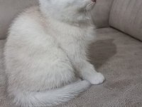 British shorthair 60 günlük yavrular sahiplendirilecektir