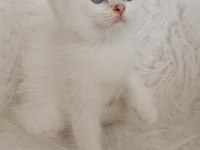 Acil Bursa British shorthair Ns 12 33 Erkek yavru