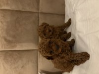 0 numara poodle dişi yavrum son kaldı anne 3 baba 2 kg