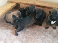 Belçika malinois yavrularımız sahiplendirilecek