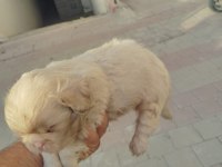 PEKİNEZ YAVRU