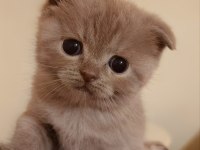 Scottish Fold Yeni Yuvasını Bekliyor