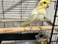 3 aylık sultan papağanı bebek