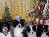 Muhteşem border collie bebekler