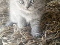 Safkan ırk garantili british shorthair yavrular
