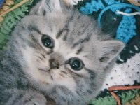 4 Nisan doğumlu dişi british shorthair