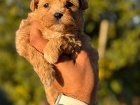 KOREA TEACUP MİCRO MALTIPOO BEBEKLERİMİZ