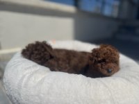 Yasal ruhsatlı çiftlikten toy poodle yavrularımız