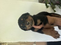 Erkek Ve Dişi Rottweiler Yavrularımız