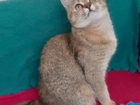 Golden British Shorthair