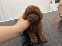Özel Kore Kan Toy Poodle Mini Boy Bebek Surat