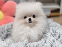 2 aylık moskova kökenli pomeranian boo yavruları