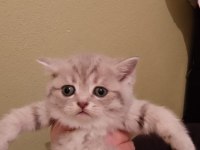 Sevimli british shorthair yavrumuz teslime hazır