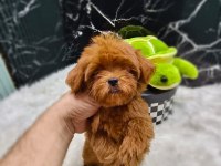 Maltipoo yavrular sizi bekliyor