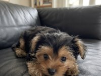 Dişi erkek yorkshire terrier