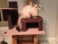 Kedimiz prenses mila
