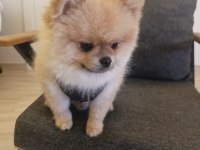 2 yaşındaki pomeranian boo oğlumuzu veriyoruz