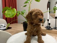 Red Brown Toy Poodle Yavru Bebekler (2 Mayıs Doğumlu)