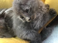 1 Russian blue kedim kaldı onuda sahiplendirmek istiyorum