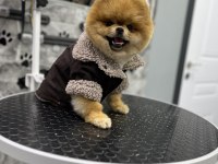 1 Yaş Üst kalite TEDDY BEAR erkek Pomeranian Boo